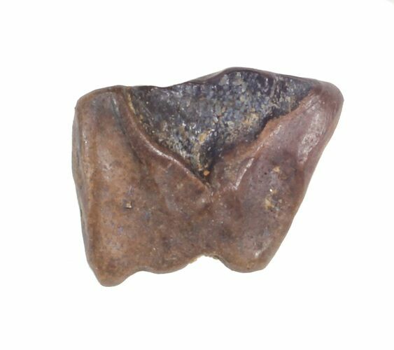 Triceratops Shed Tooth - Montana #41292